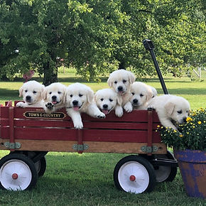 Golden Retriever Puppies