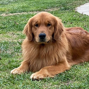 Golden Retriever male