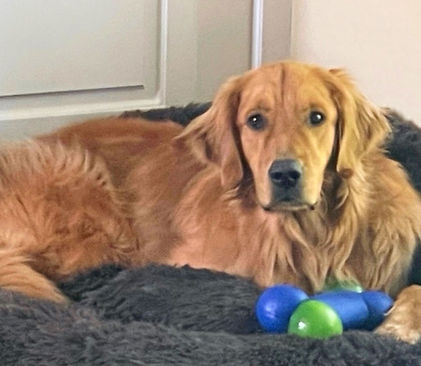 Golden Retriever male