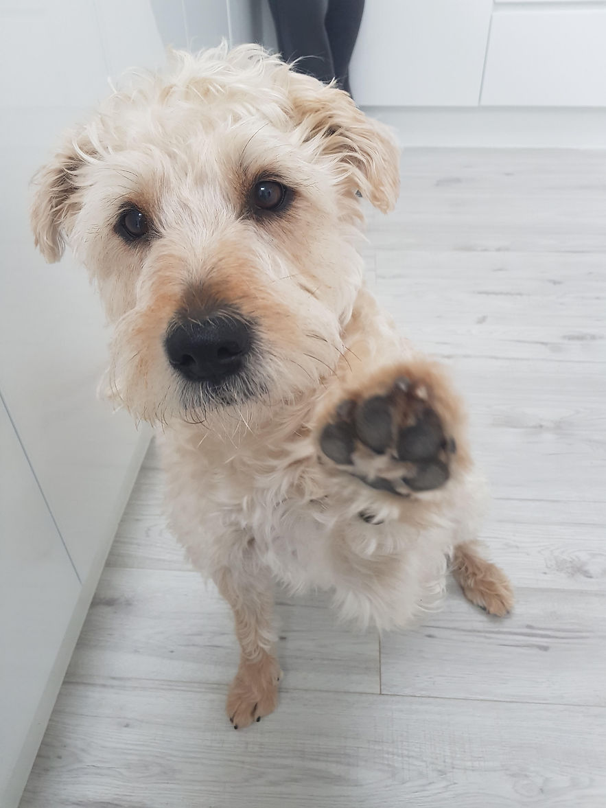 High five.jpeg