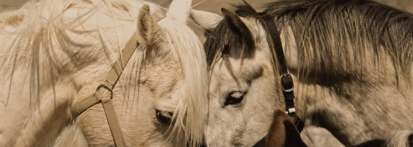 race to ranch moke lake