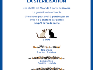 L'importance de la stérilisation