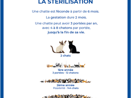 L'importance de la stérilisation