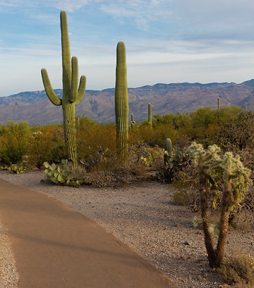 Saguaro National Park_edited_edited.jpg