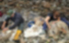 North Ronaldsay Sheep Festival