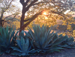 Healdsburg Off the Grid