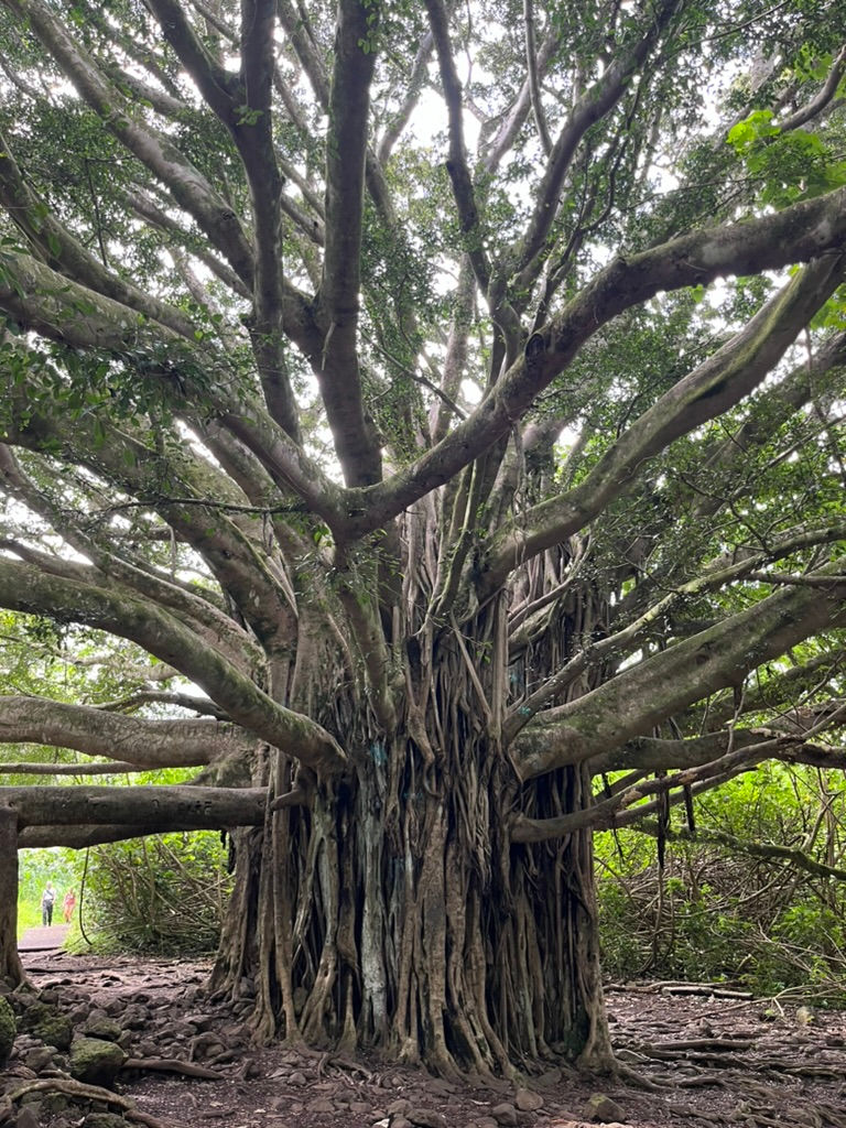 Amazing tree on The Pipiwai Trail in Maui, Hawaii-7F18-45DE-8755-54C856D846BC_1_105_c