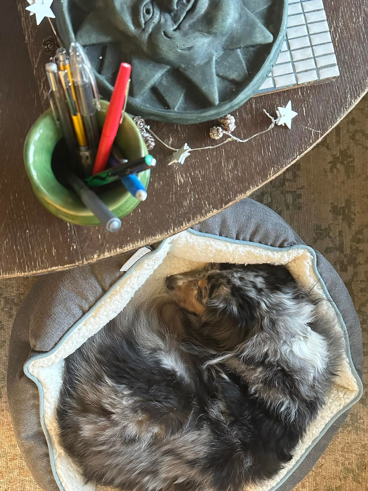 Tara curled in a cat bed sleeping.