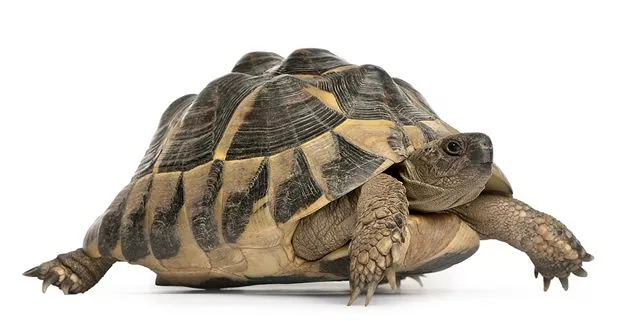 hermann-8217-s-tortoise.webp