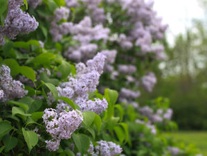 Scent of Lilacs