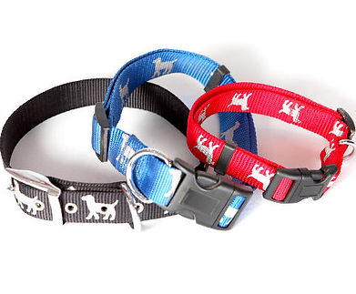 Dog walking & Pet Sitting Moncton