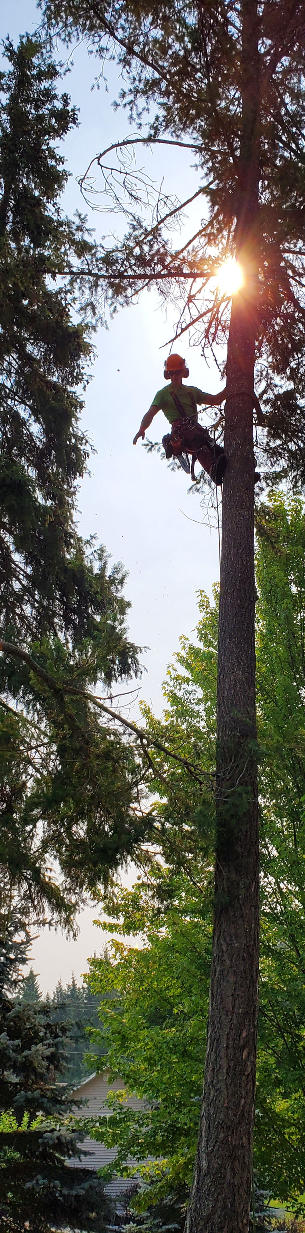 Radical Tree Service Ltd photo 1