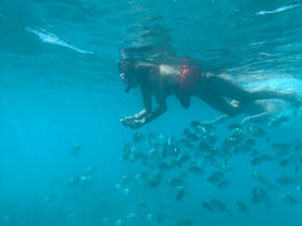 A diver exploring a vibrant coral reef, surrounded by colorful fish and marine life in clear blue water.
