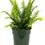 Thumbnail: AMERICAN PLANT EXCHANGE Foxtail Fern Live Plant, 6-Inch, Indoor/Outdoor Air Pur