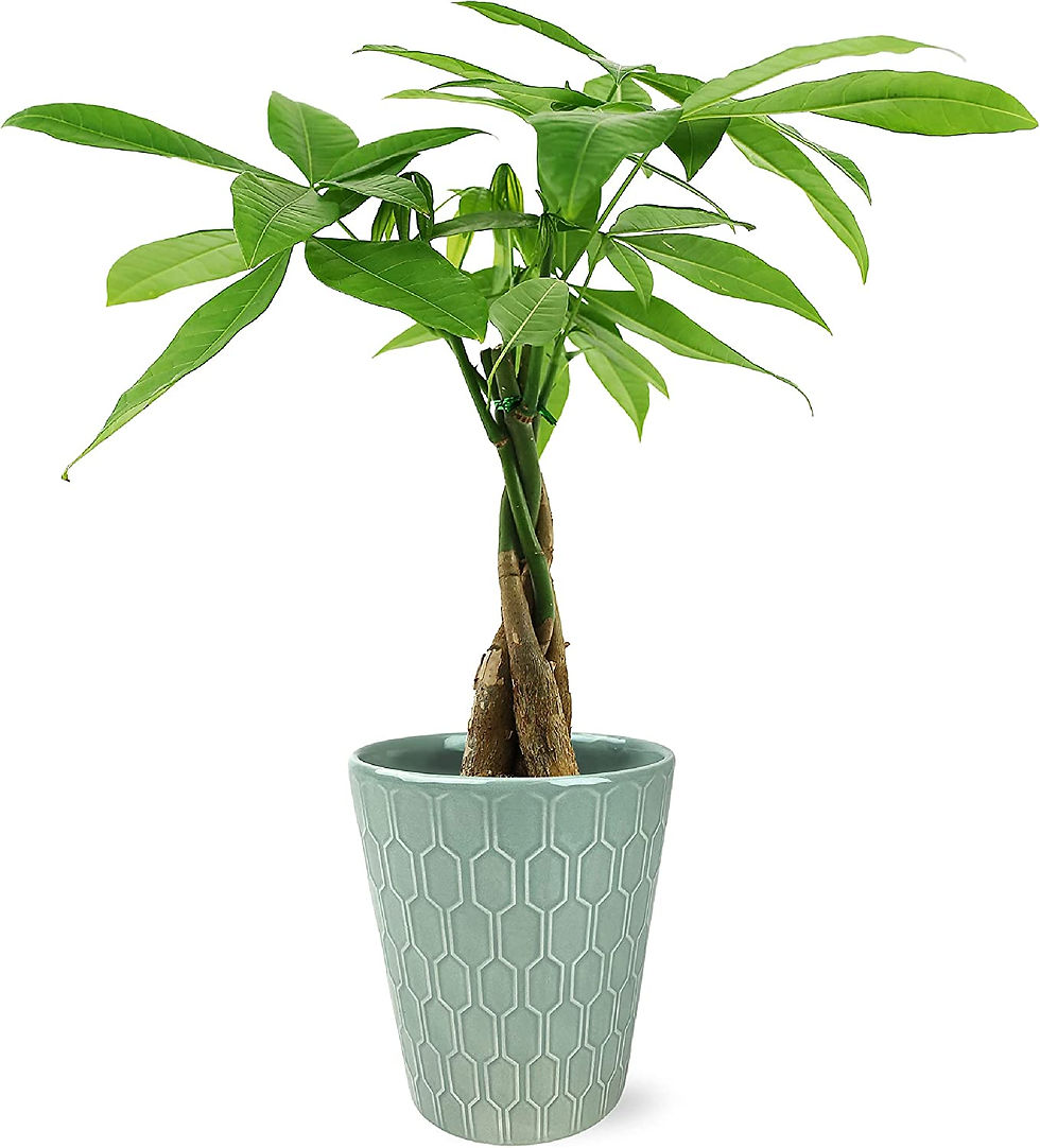 Thumbnail: Plants & Blooms Shop Live Pink Bromeliad for Indoors, Valentine's Day Plant Dec