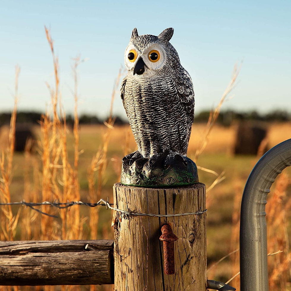 Thumbnail: Fake Owl Decoy and Bird Deterrent - Plastic Owls to Scare Birds Away - Effectiv