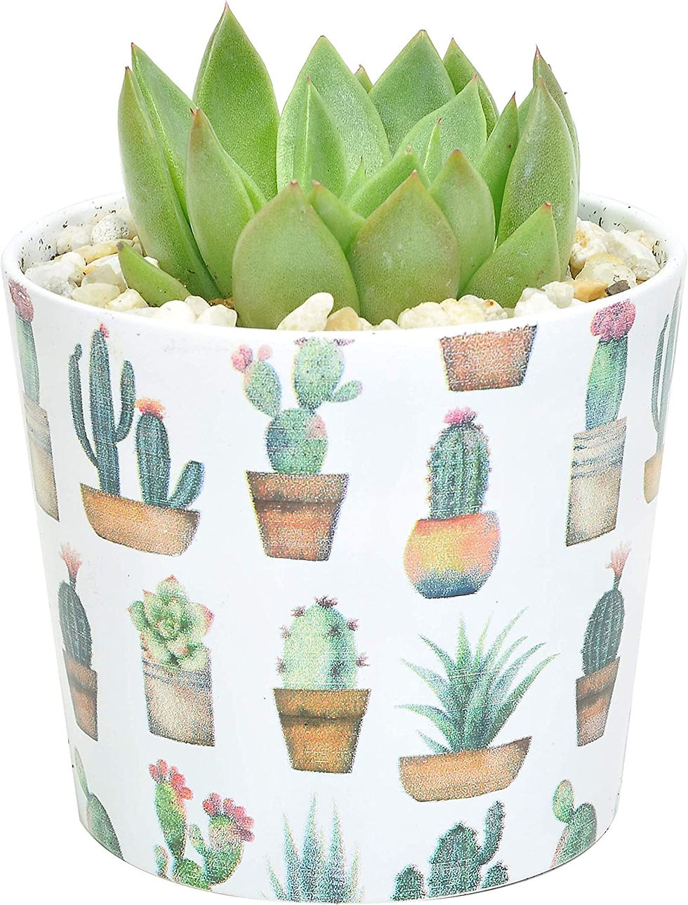 Thumbnail: Costa Farms Live Indoor Echeveria Succulent Plant Fully Rooted, 4-Inch, Cactus 