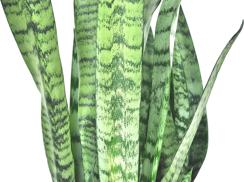 Thumbnail: Costa Farms Sansevieria Zeylanica, Snake Live Indoor Plant Fresh from Our Farm,