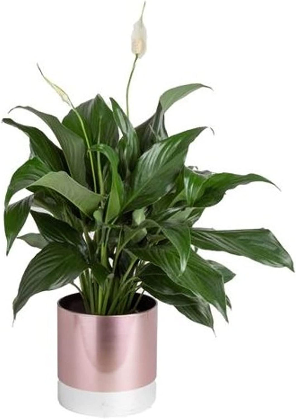 Thumbnail: Costa Farms Sansevieria Zeylanica, Snake Live Indoor Plant Fresh from Our Farm,