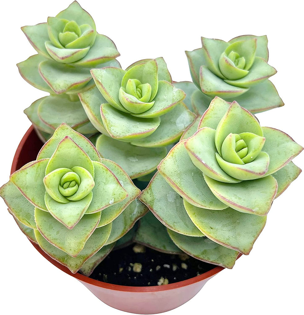 Thumbnail: Live Succulent 4" Othonna Capensis Ruby Necklace, Succulents Plants Live, Succu
