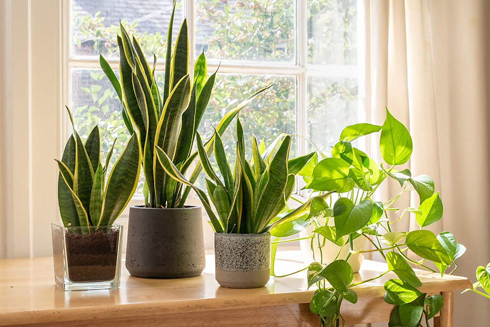 Thumbnail: Live Snake Plant, Sansevieria trifasciata Superba, Fully Rooted Indoor House Pl