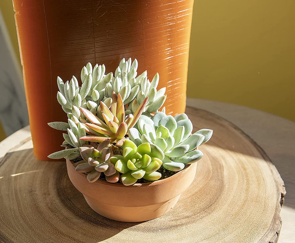 Thumbnail: Live Succulents Assortment in Clay Pot, Garden Succulent Planter, Unique Garden