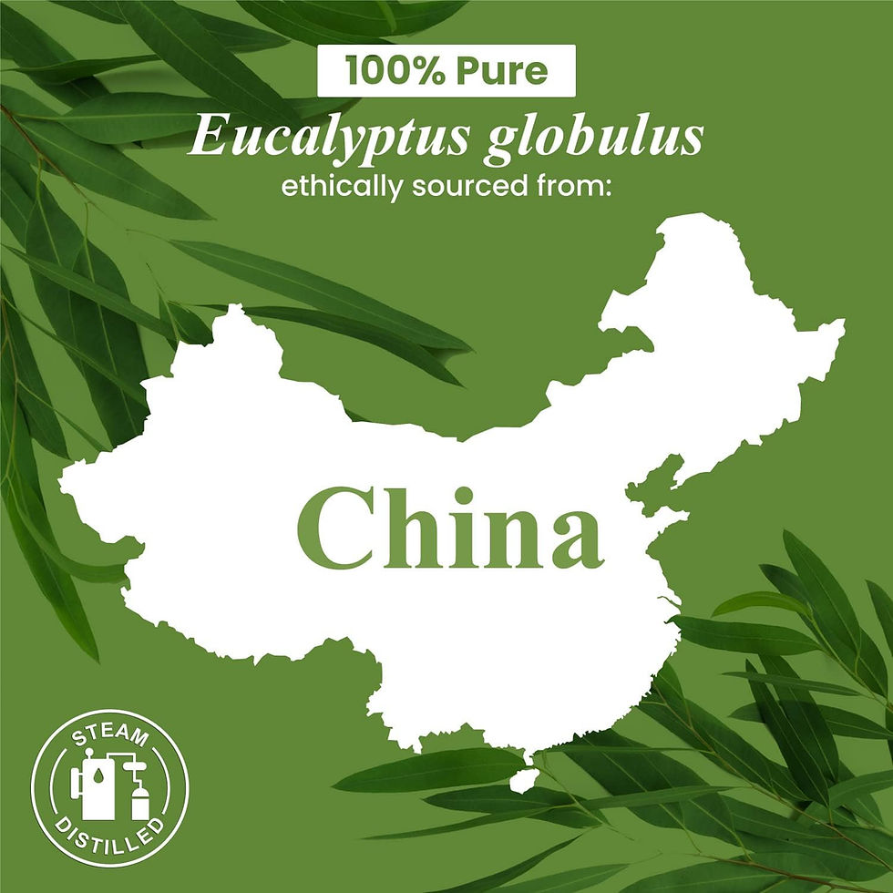 Thumbnail: Handcraft Eucalyptus Essential Oil - 100% Pure & Natural - Premium Therapeutic 