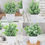 Thumbnail: Der Rose 4 Packs Fake Plants Mini Artificial Greenery Potted Plants for Home De