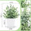 Thumbnail: Der Rose 4 Packs Fake Plants Mini Artificial Greenery Potted Plants for Home De