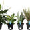 Thumbnail: Costa Farms Mini Houseplants (6 Pack), Easy Grow Live Indoor House Plants in Nu