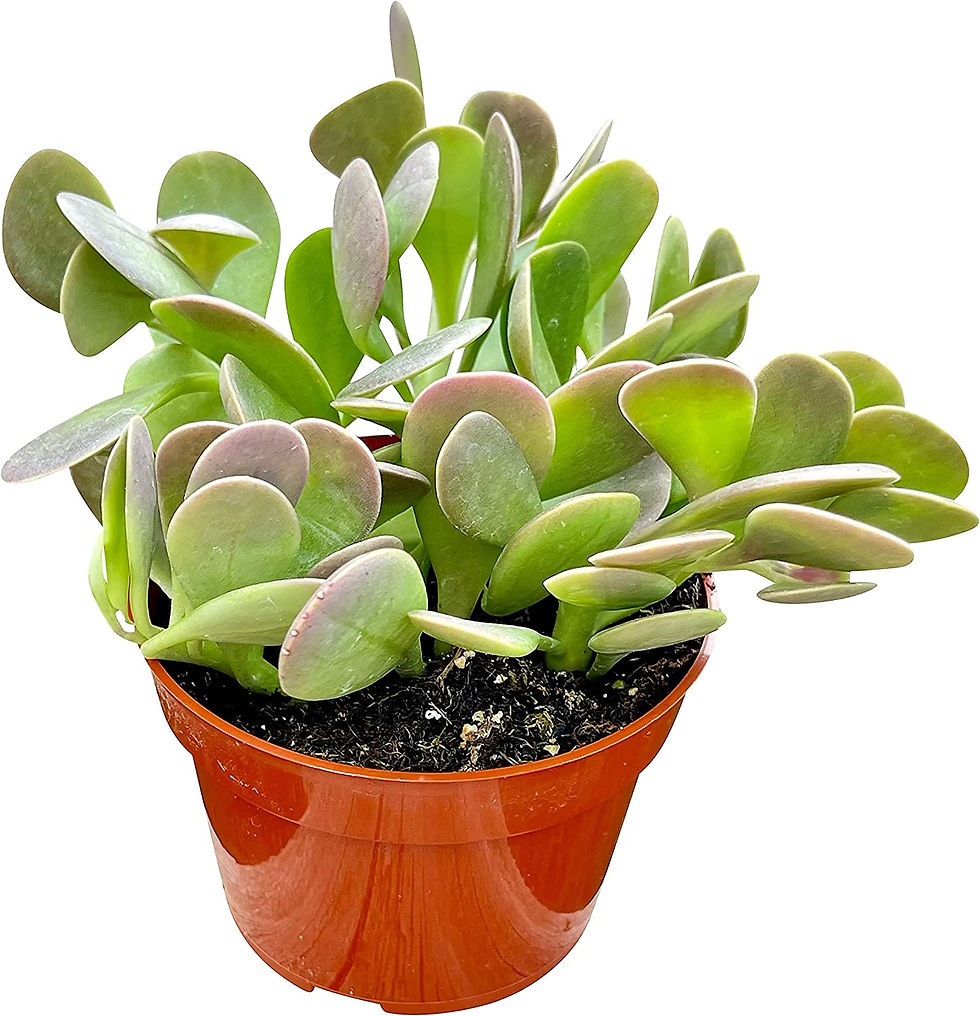Thumbnail: Live Succulent 4" Othonna Capensis Ruby Necklace, Succulents Plants Live, Succu