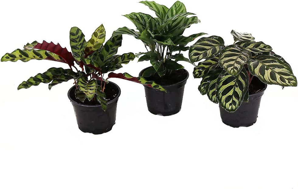 Thumbnail: American Plant Exchange Live Calathea Rattlesnake Lancifolia Plant, Plant Pot f