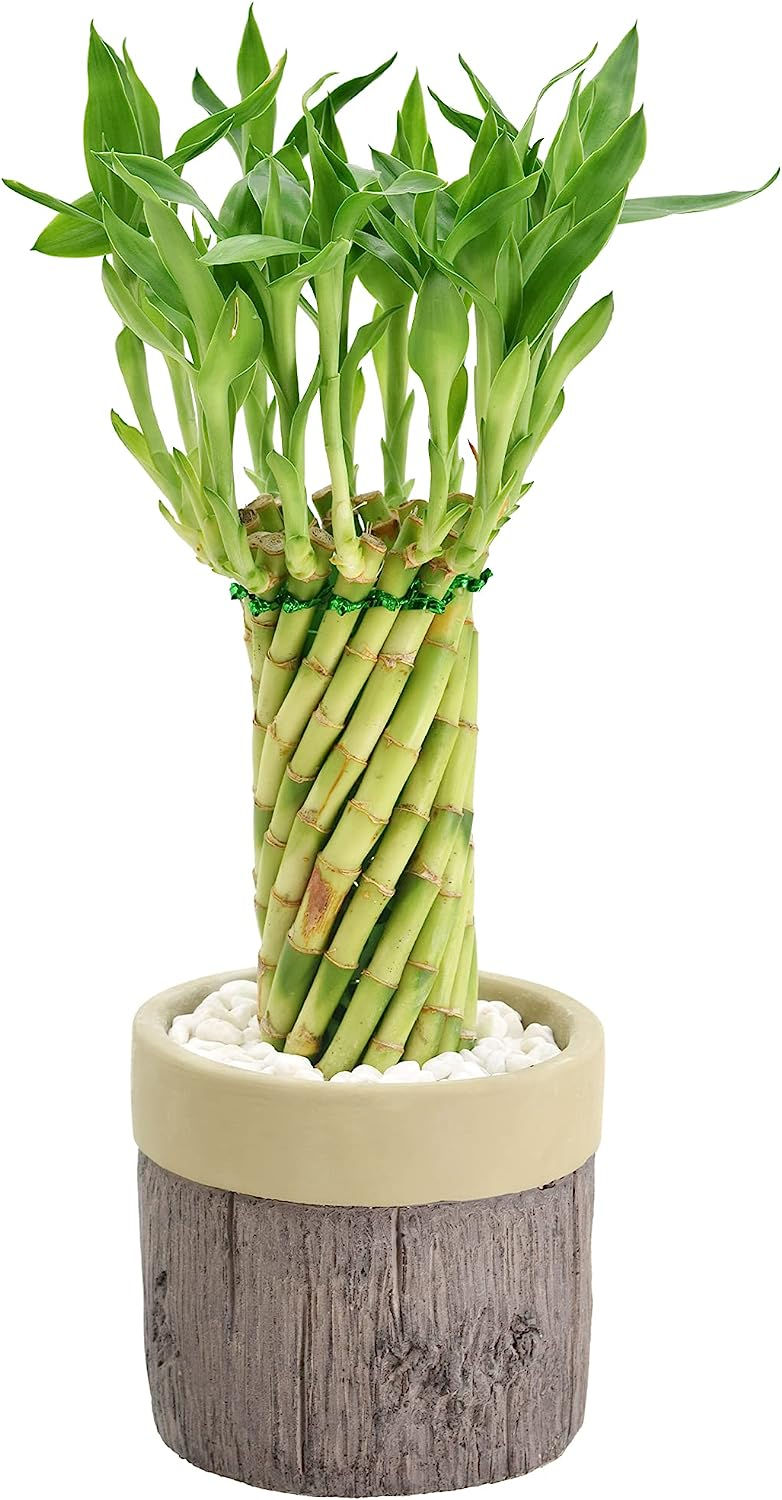 Thumbnail: Arcadia Garden Products LV40 Tornado Lucky Bamboo, Live Indoor Plant in Stump C