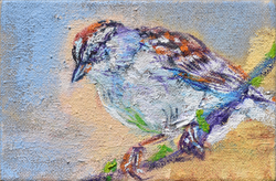Chipping Sparrow.png