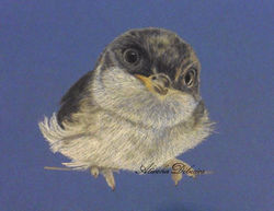 Hirondelle