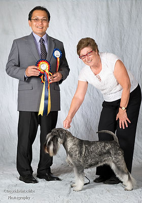 kaos miniature schnauzers