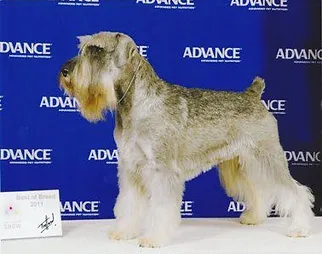kaos miniature schnauzers