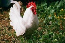 Hähnchen