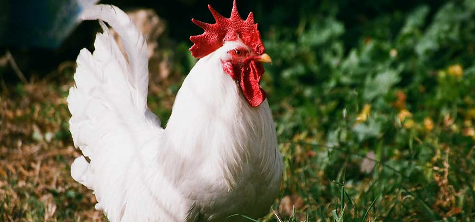 Chicken