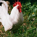 poulet