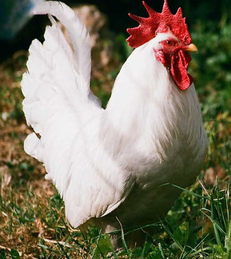 Poultry