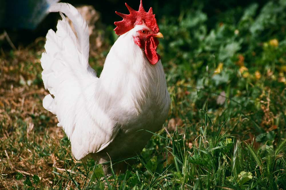Leghorns