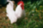 Midland North Carolina Farm