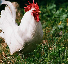 Chicken