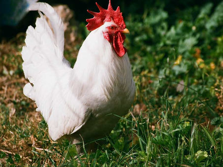 How a Family-Owned Chicken Farm Uses Farmbrite to Run a Smarter, More Sustainable Operation