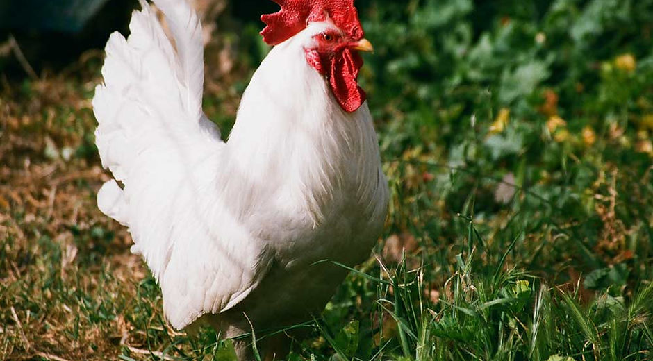 pollo