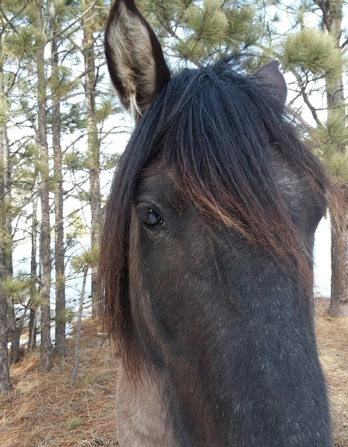 Mustang Paha Ponies, Wyoming USA