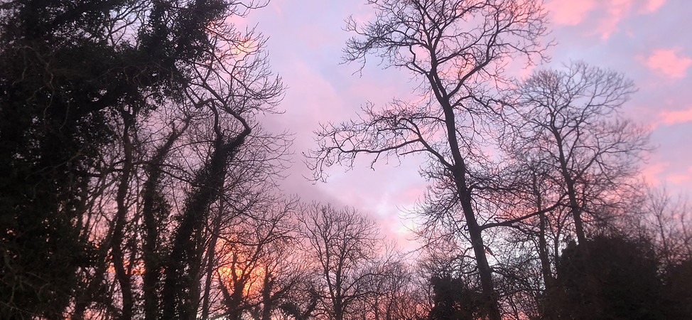 photo forêt