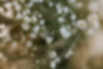Wisconsin flower fields