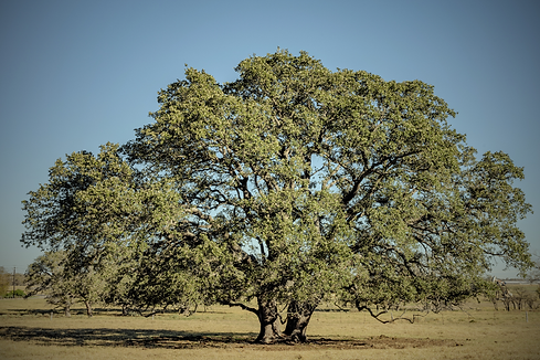 Untitled design (29).png